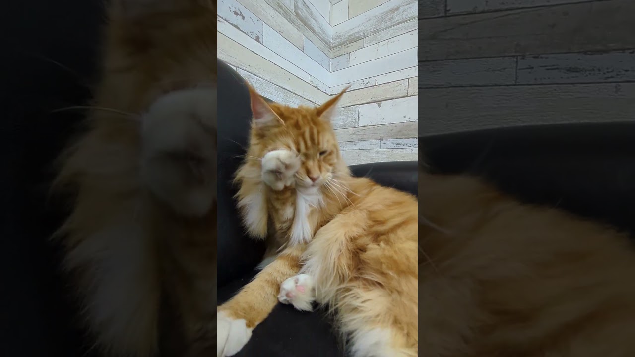 レオ君、右手そんなに、美味しいの？#cat #メインクーン  #猫