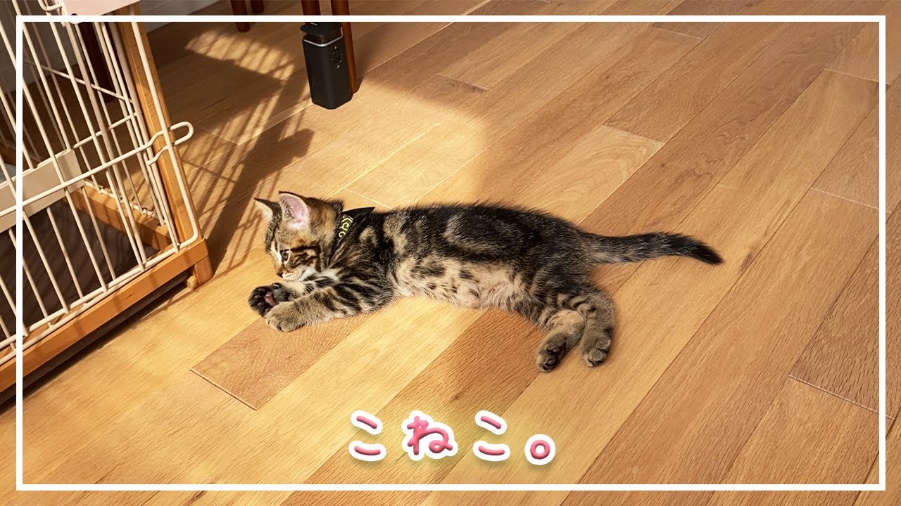 【ほっけ】子猫の頃から変わらない半身浴【アメショ】#猫