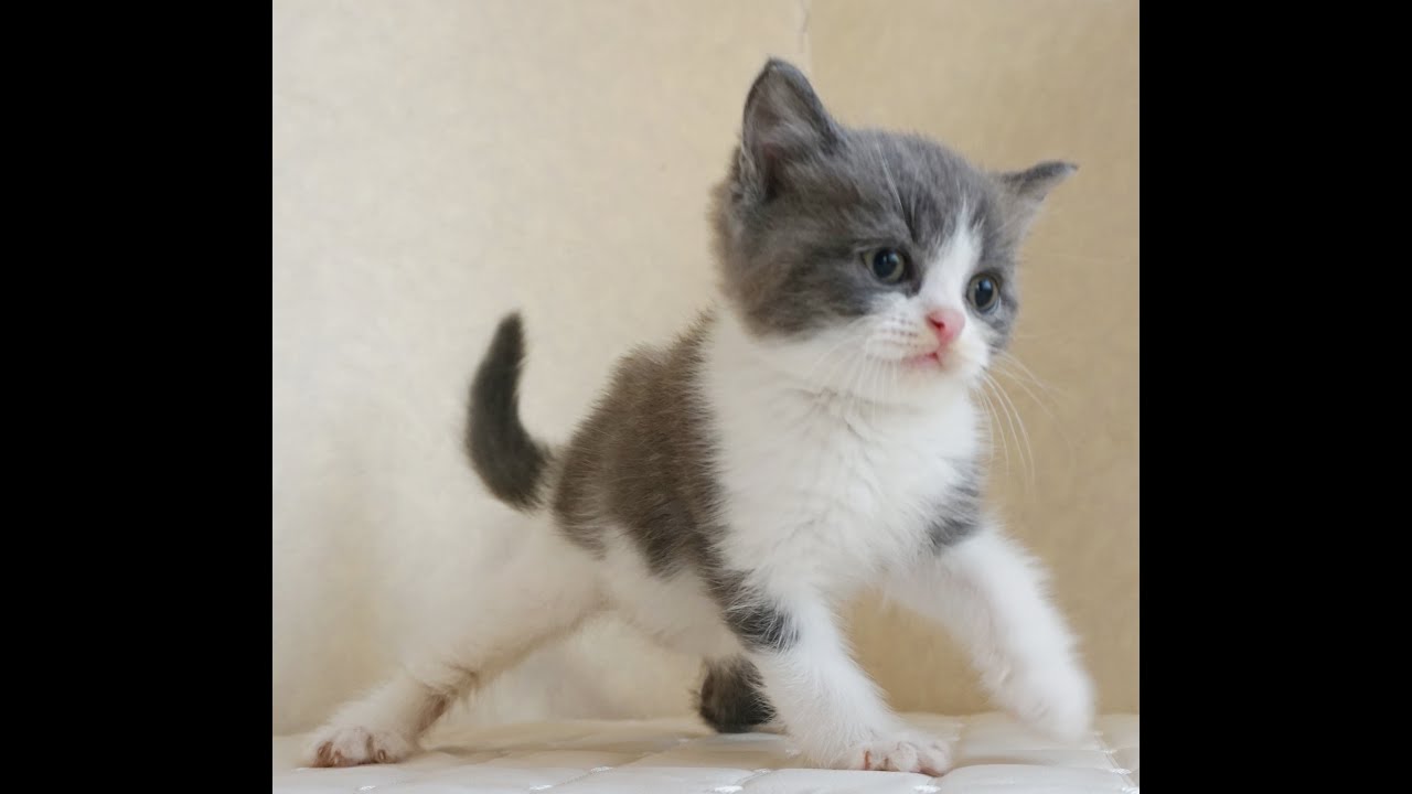 ブリティッシュショートヘアー子猫　British Shorthair　2024.10.18産まれ　ブルー&ホワイト　男の子　シーダキャット猫のお店