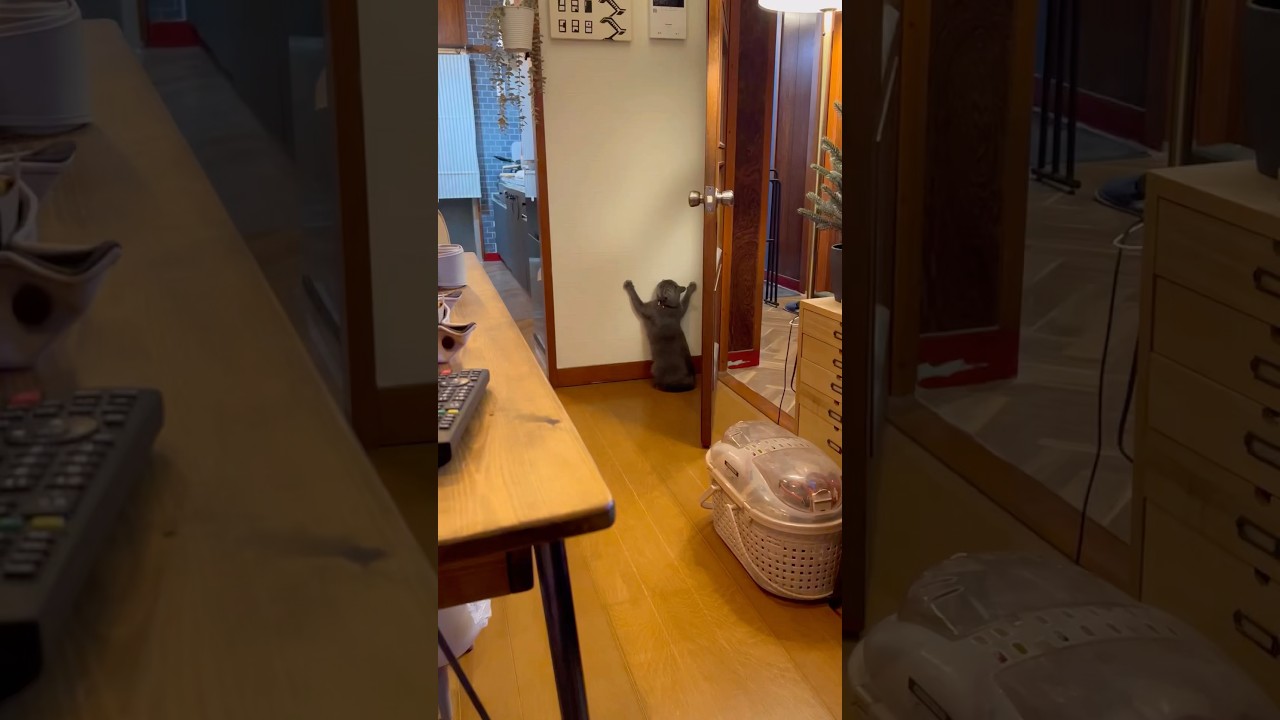 戦い続けるつむやま〜【シャルトリューつむやまの日々の戦い日記】 #ねこ #シャルトリュー #cat #猫好きさんと繋がりたい #猫のいる暮らし #ねこのいる生活 #ネコ #ねこ動画 #猫