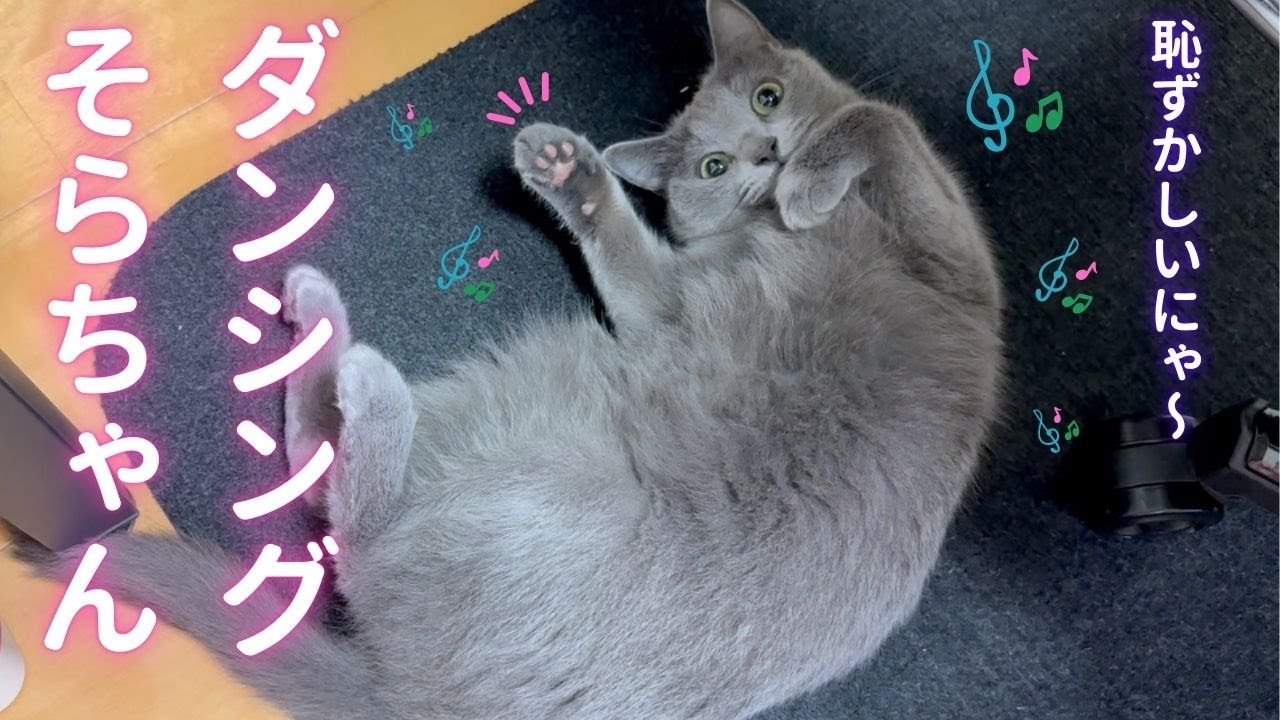 【猫ロシアンブルー】そらちゃん❤️絨毯の上でコロリン🎶ダンス🎵