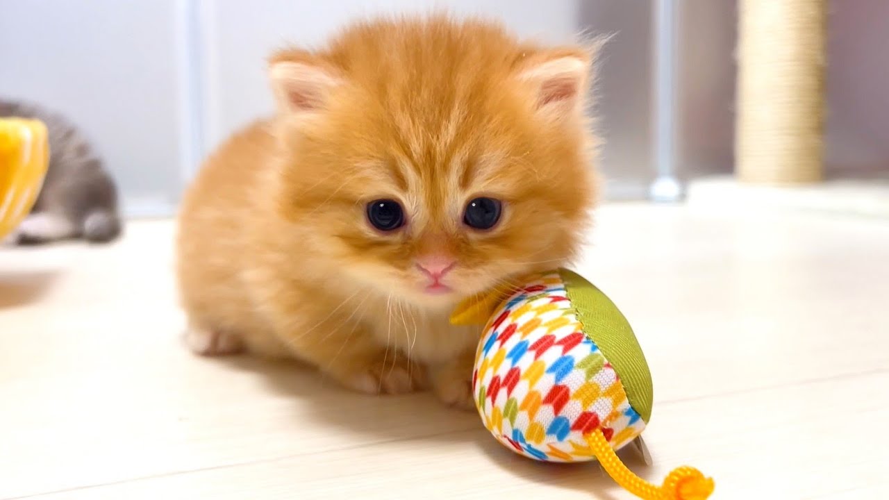 【マンチカンの子猫】短足子猫ちゃんに友達ができた件 ～猫のいる生活Vol.1054～出産動画 マンチカン短足・ミヌエット・ペルシャ猫専門ブリーダー『ペット蔵人』【子猫の成長記録】