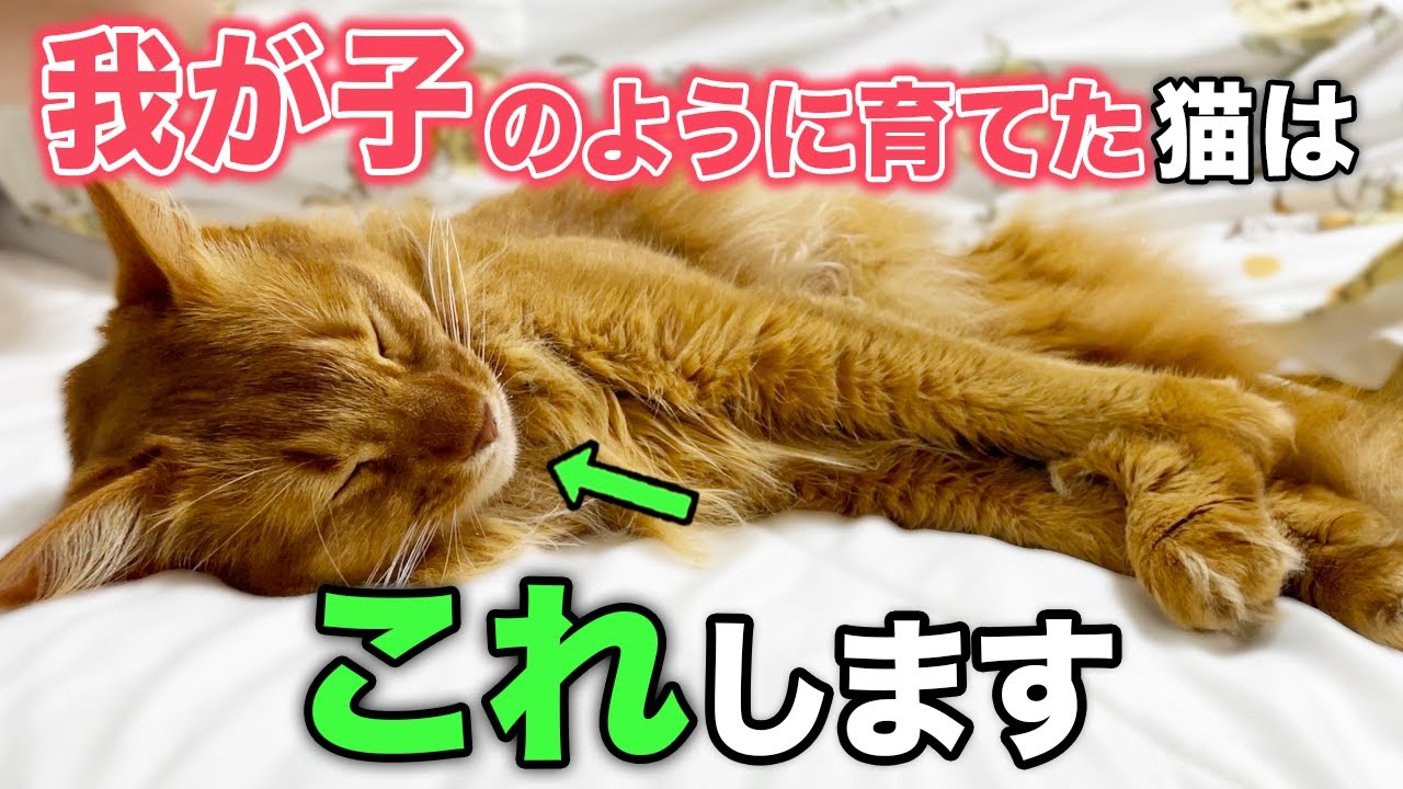 【完全版】我が子のように育てられた猫だけが見せる行動9選