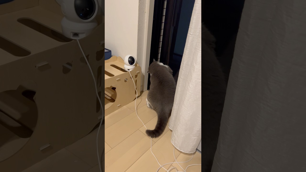 #脱走猫 #猫 #cat #ブリテッシュショートヘアー #猫のいる暮らし #ブリテッシュショートヘア #ねこ #cutecat