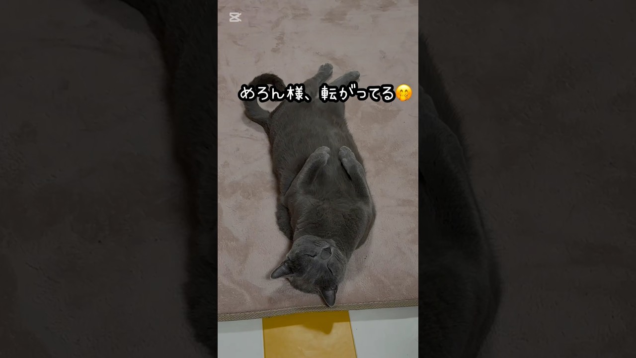 【ロシアンブルー】いつも転がるめろん〜だら〜んのおてて可愛すぎて🤭【猫】#shorts