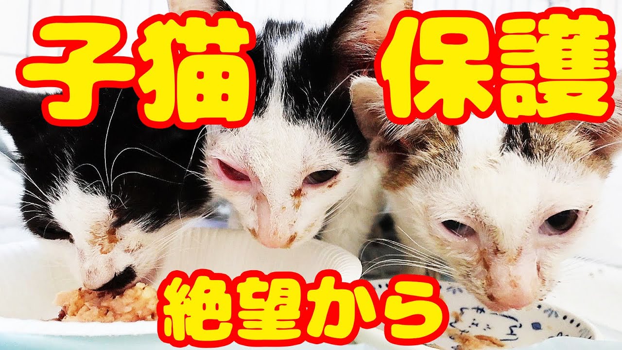 【子猫生きて】保護した時にこんな運命的な出逢いが起きるとは・・・ ボランティアさん号泣の理由とは？