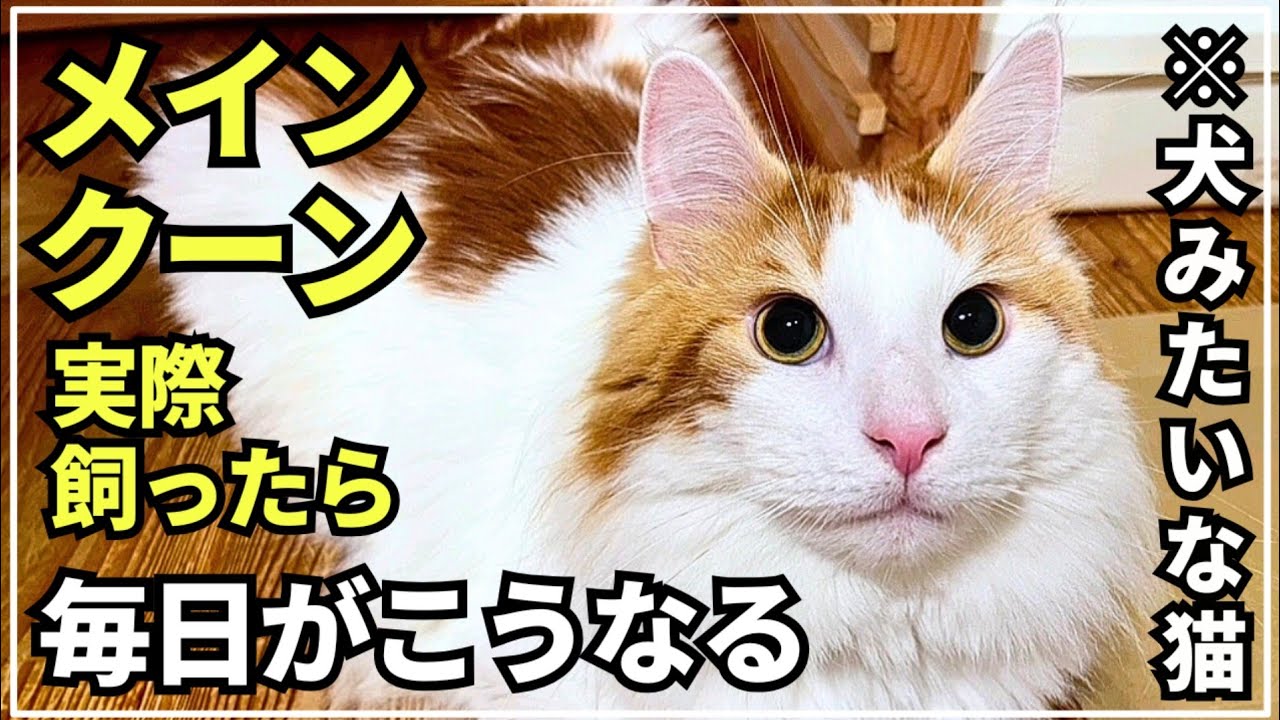 幸せを運ぶ猫メインクーン