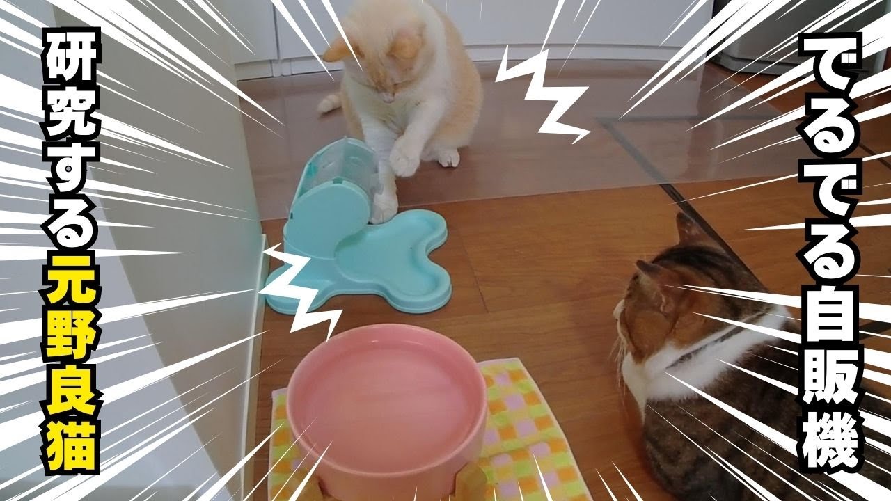 でるでる自販機をどうしても使えるようにしたい元野良猫の寅次郎