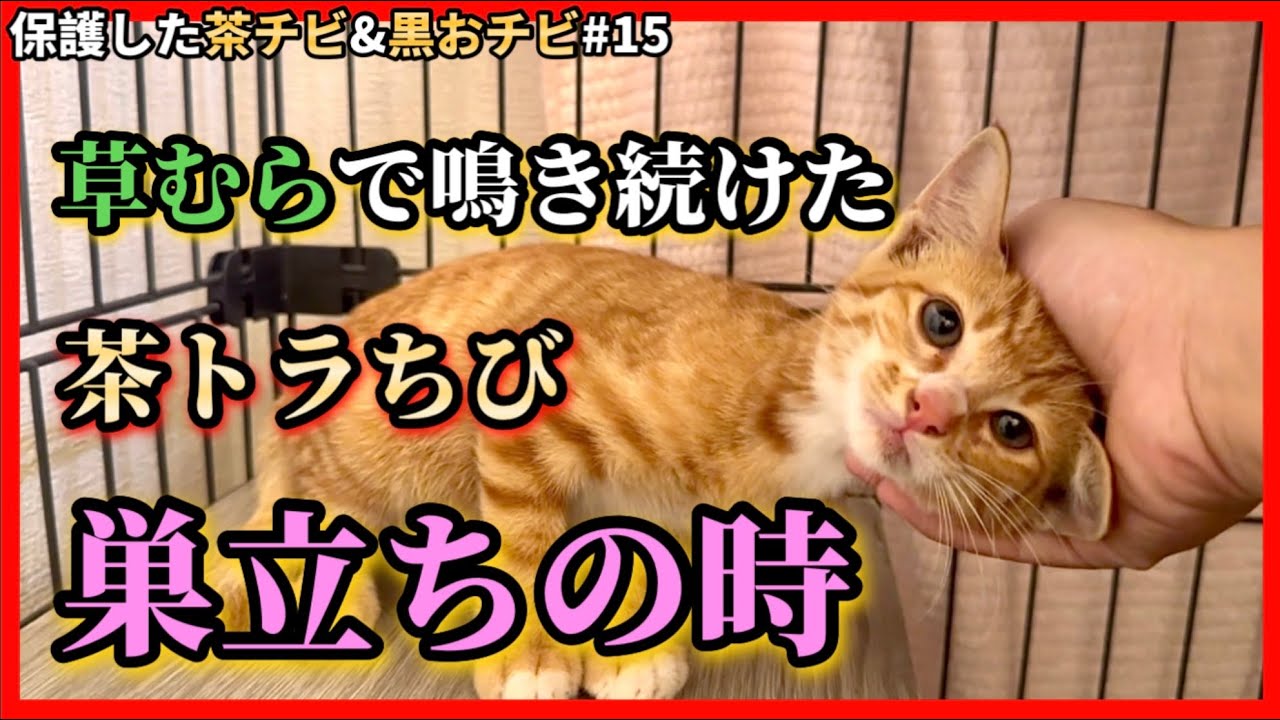 【ずっとのお家】保護2日で体を預け出した子猫が巣立ちます