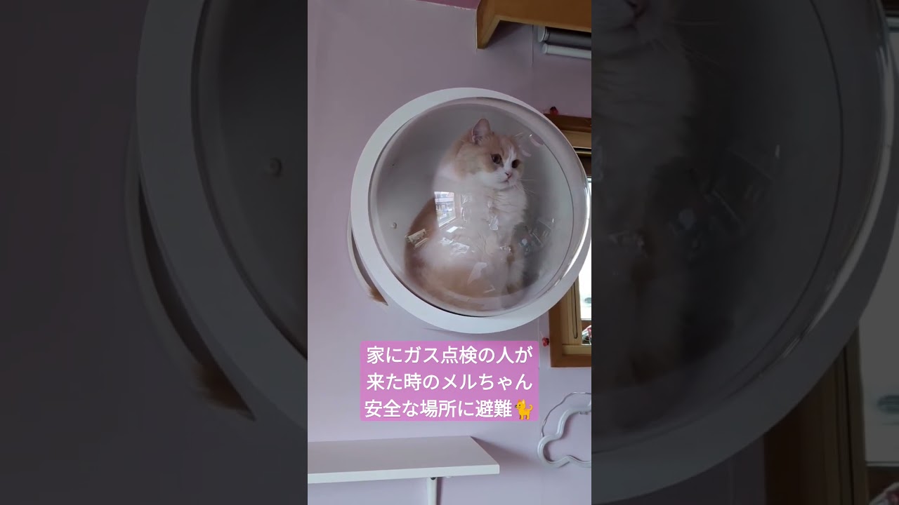 #ねこのいる生活 #猫との暮らし #ラガマフィン 　ガス点検の人が1階にきたので、3階まで避難してさらに宇宙船の中に避難(笑)