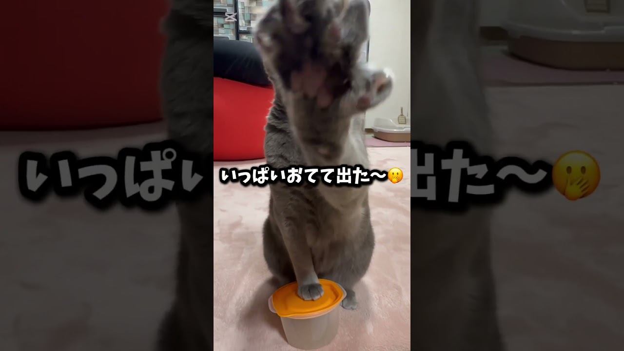 【ロシアンブルー】めろん〜最後にお辞儀します🤭【猫】#shorts