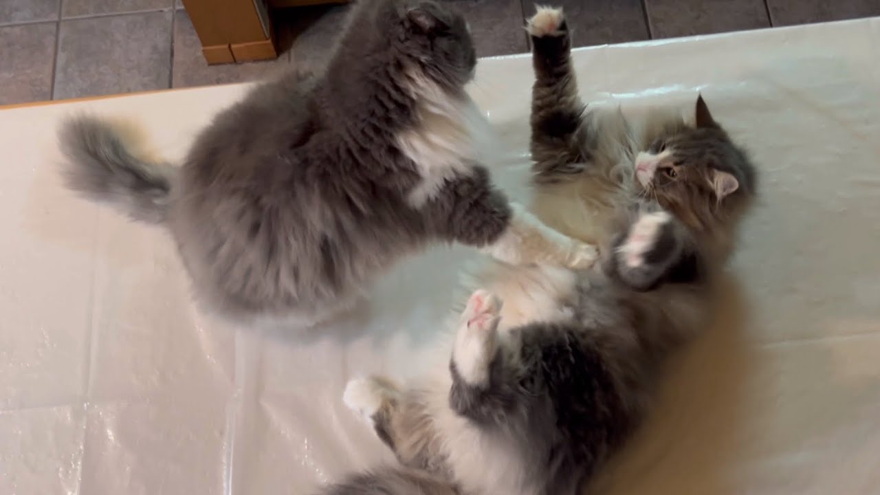 【ツンデレ⁉︎】寂しがりやなもふ猫たちのかわいい日常🩷ノルウェージャンフォレストキャット