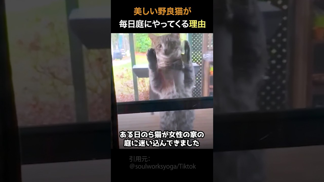 美しい野良猫が毎日庭にやってくる理由