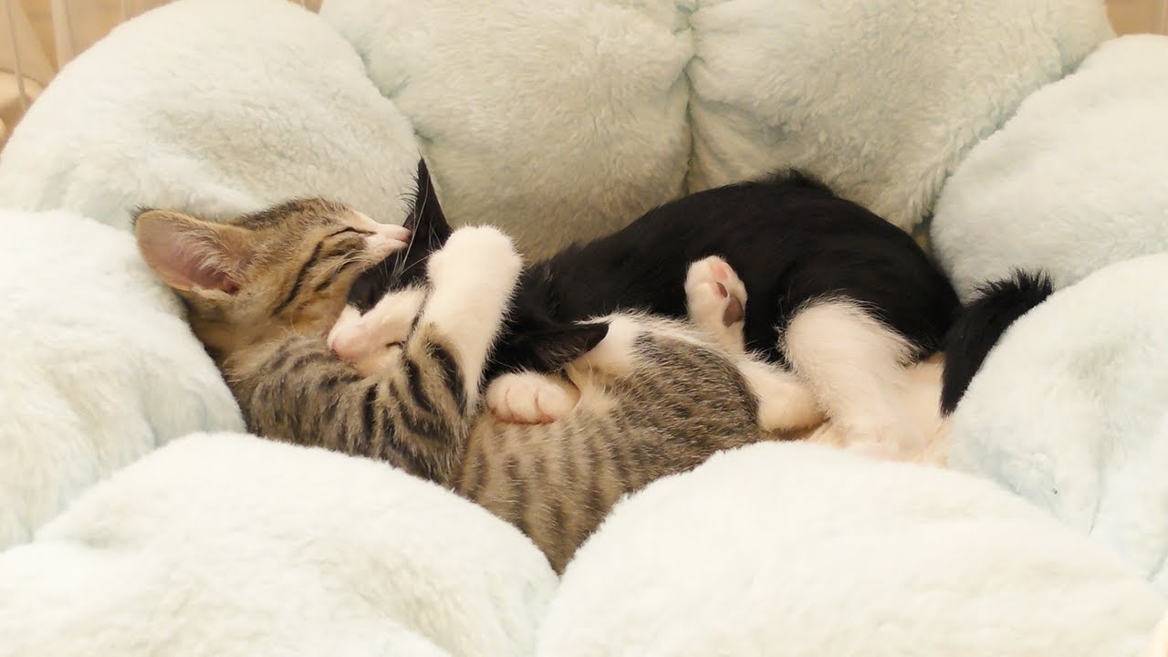 こんなに仲良く寝てた子猫たちがこの後大変なことになりました...