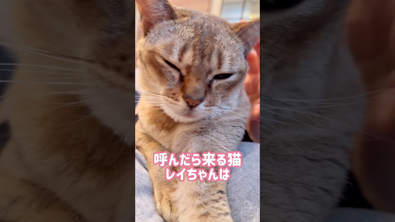 常にホットカーペットにいるレイちゃん #シンガプーラ #cat #shorts
