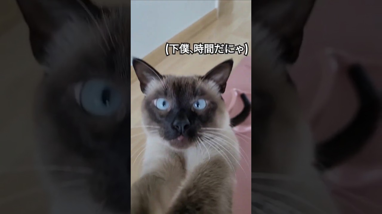 下僕の運動の邪魔をするのが趣味なシャム猫 #シャム猫ひおろ #おしゃべりペット