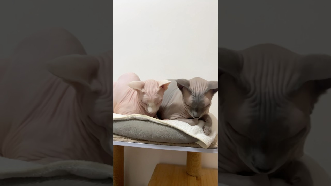 仲良しすぎる毛のない猫たち【スフィンクス猫】