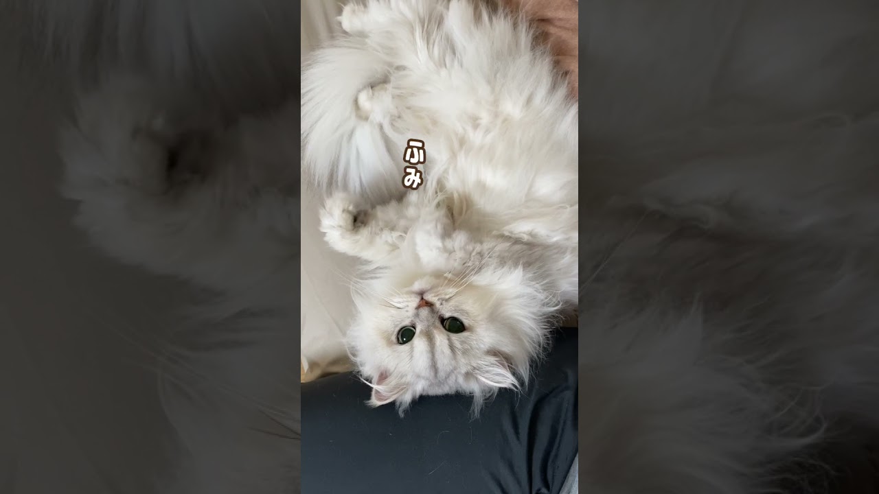 甘えんぼペルシャ猫!とまらないエアふみふみが可愛い #shorts #猫 #ペルシャ猫 #保護猫 #cat