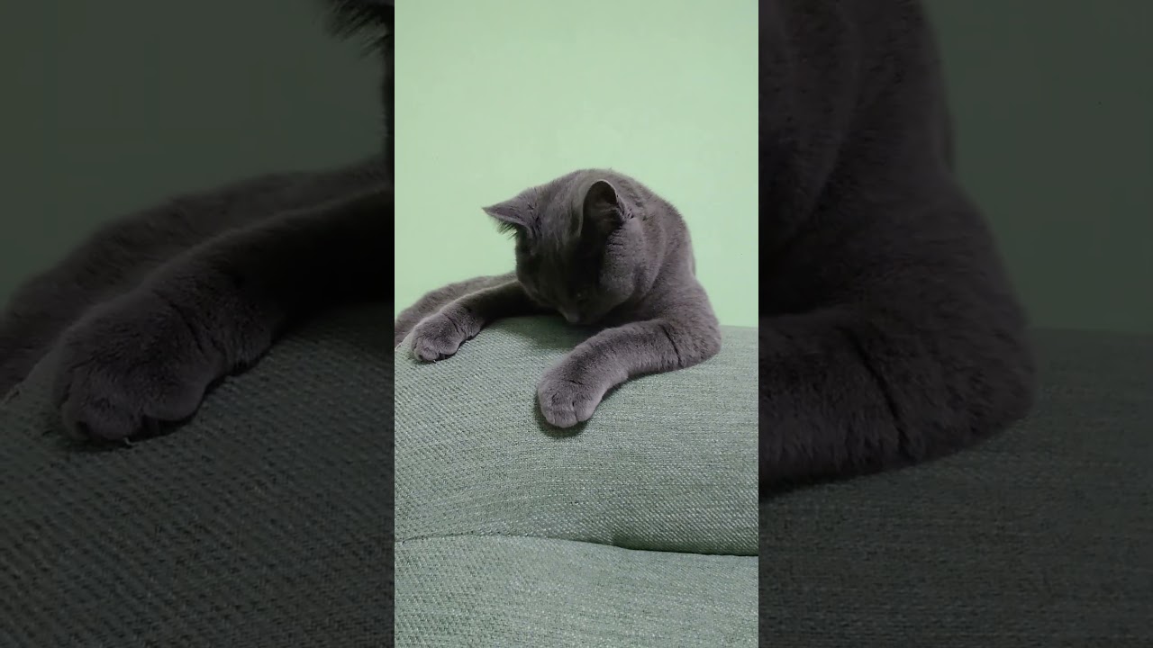 【猫動画】ソファの背もたれがマイブーム #shorts #猫 #ネコ #シャルトリュー  #cat  #ねこ