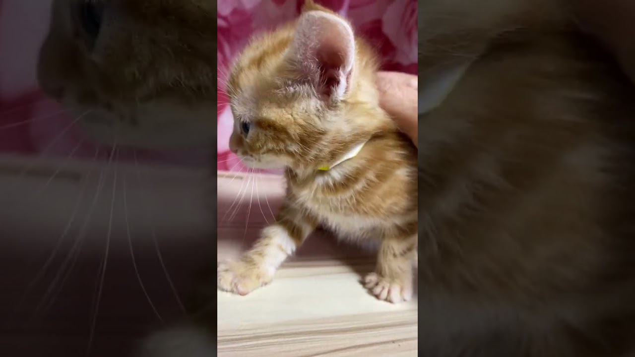 アメリカンショートヘア 人懐っこい女の子