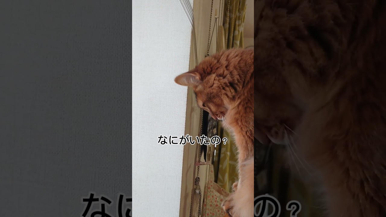 #猫ソマリ #cat #猫のいる暮らし #ねこ