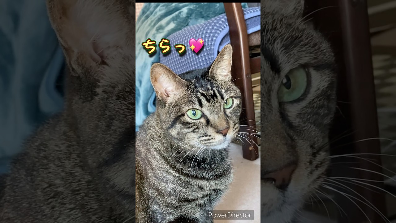 新しいバリバリにゃんこ₍˄·͈༝·͈˄₎◞ ̑̑ෆ⃛