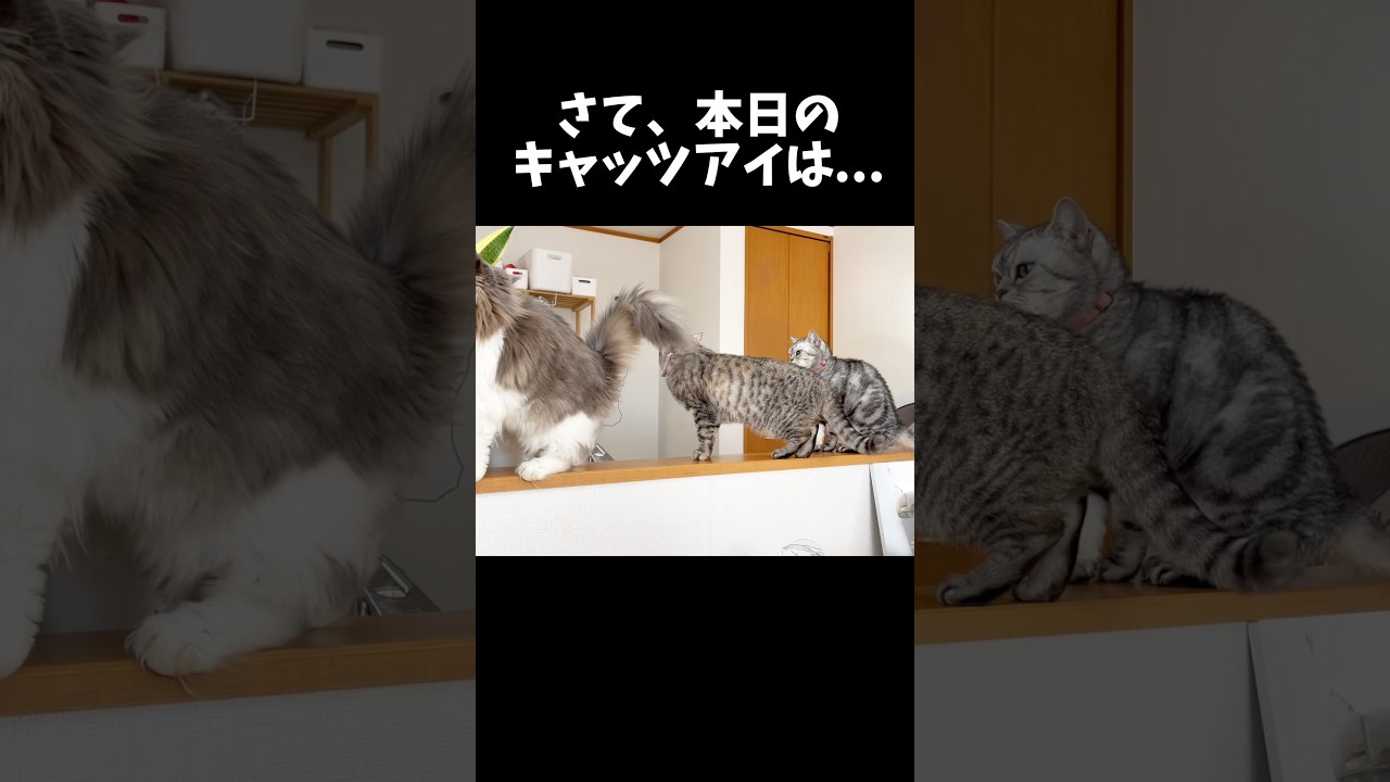 本日のキャッツアイ #猫 #アメリカンショートヘア #shorts
