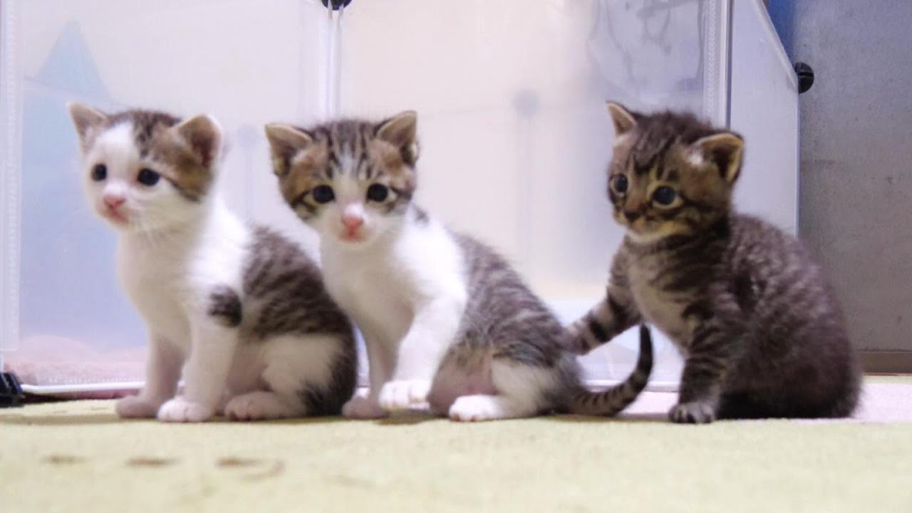 子猫の３兄弟がチョコンと並んでミルクを待っていました【赤ちゃん猫　保護猫】