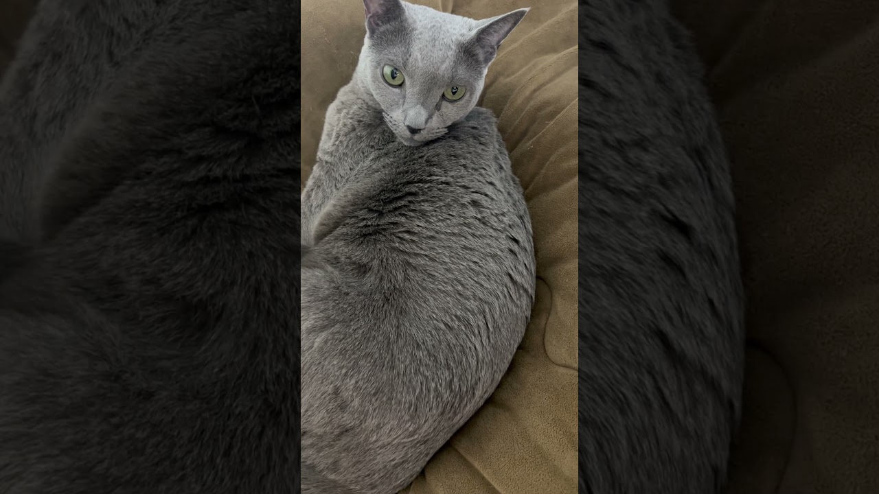 #Shorts  ねこの日曜日 #猫のいる暮らし