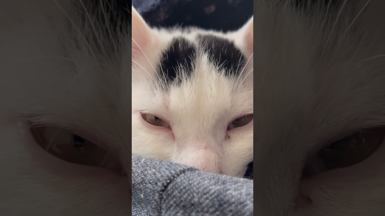 猫なのミルねーさん。布団に入ってウトウト。 #猫のいる暮らし ＃保護＃ねこ