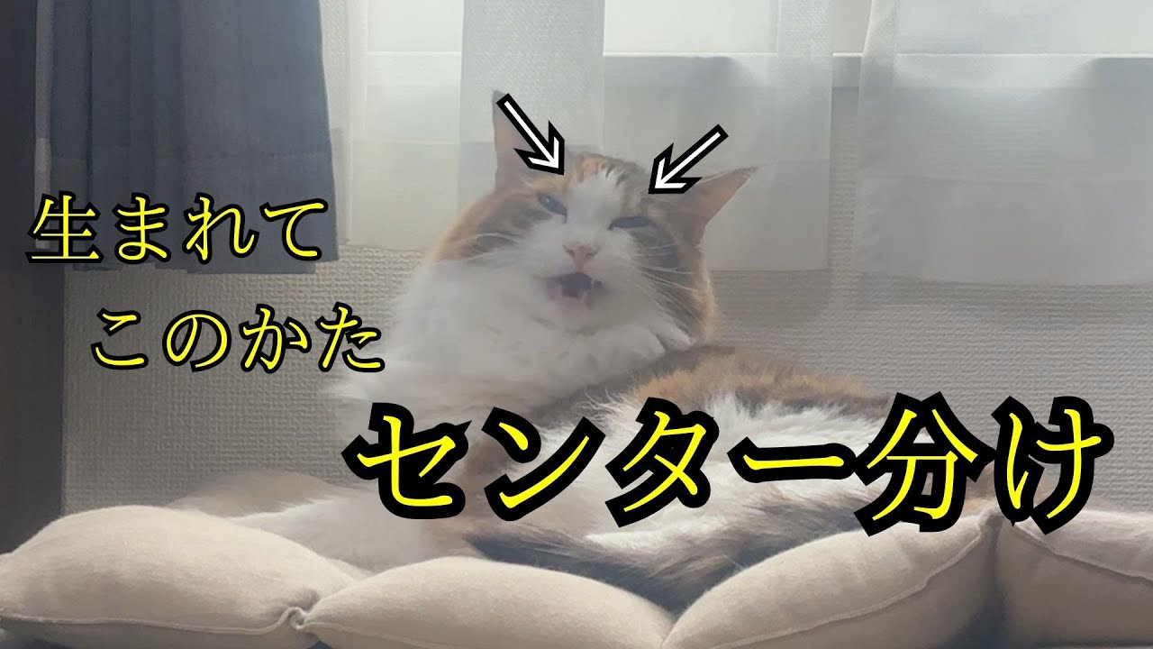 「今の流行は？」イメチェンを図る猫が最後に下した結論は…