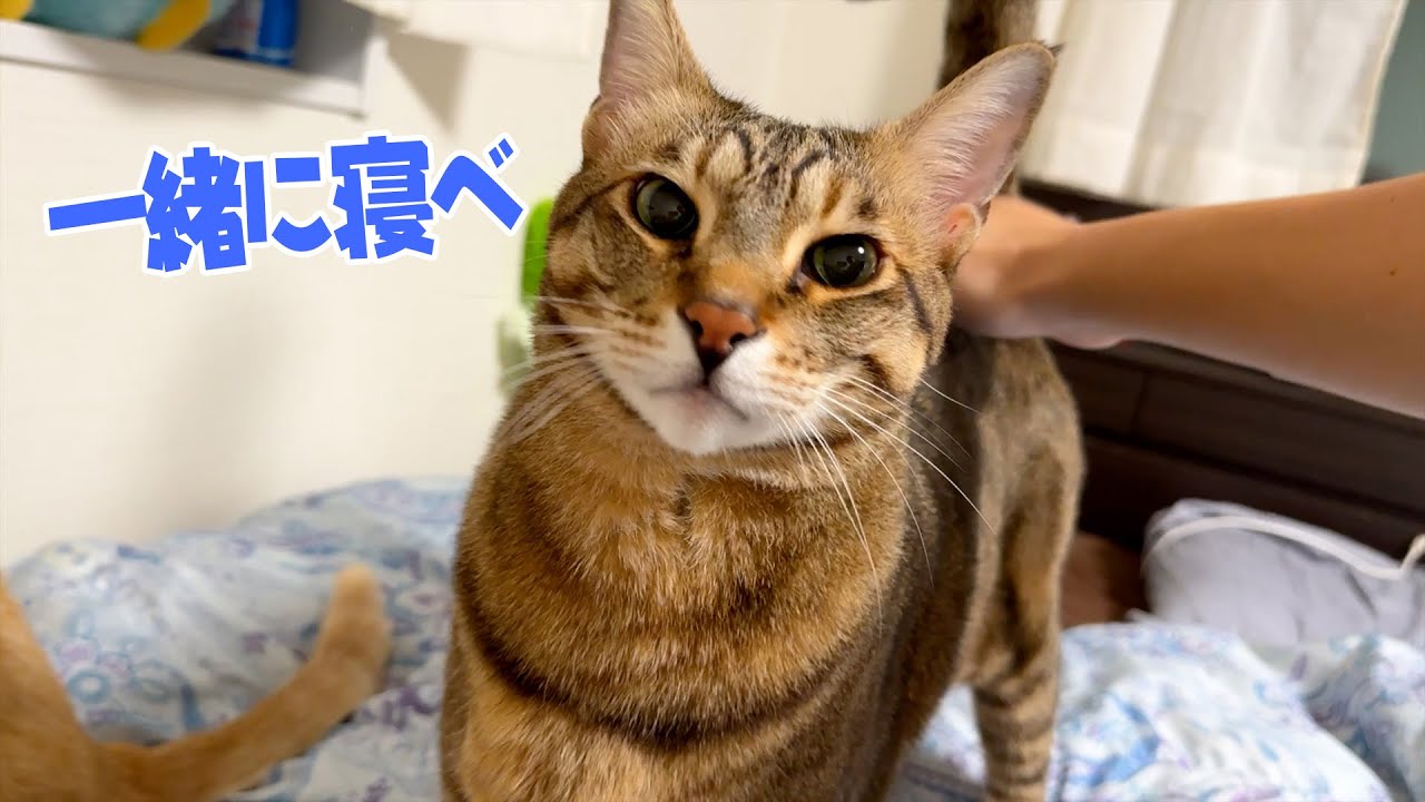 猫たちと寝ている寝室の模様替えをしましたわよ