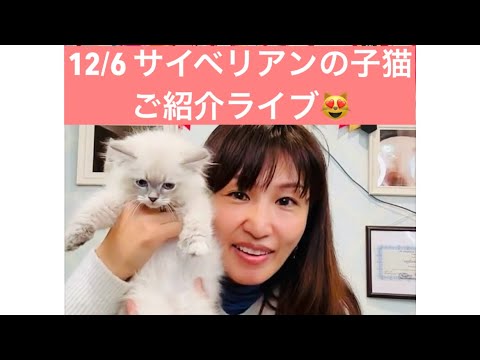 12/6 サイベリアンの子猫ご紹介ライブ😻赤ちゃんのネヴァマスカレードが7頭デビュー😻