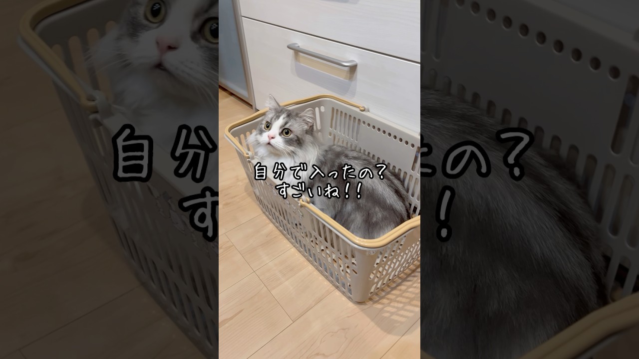 お買い物かごに入ったよ！ #猫 #ねこ #マンチカン #短足マンチカン