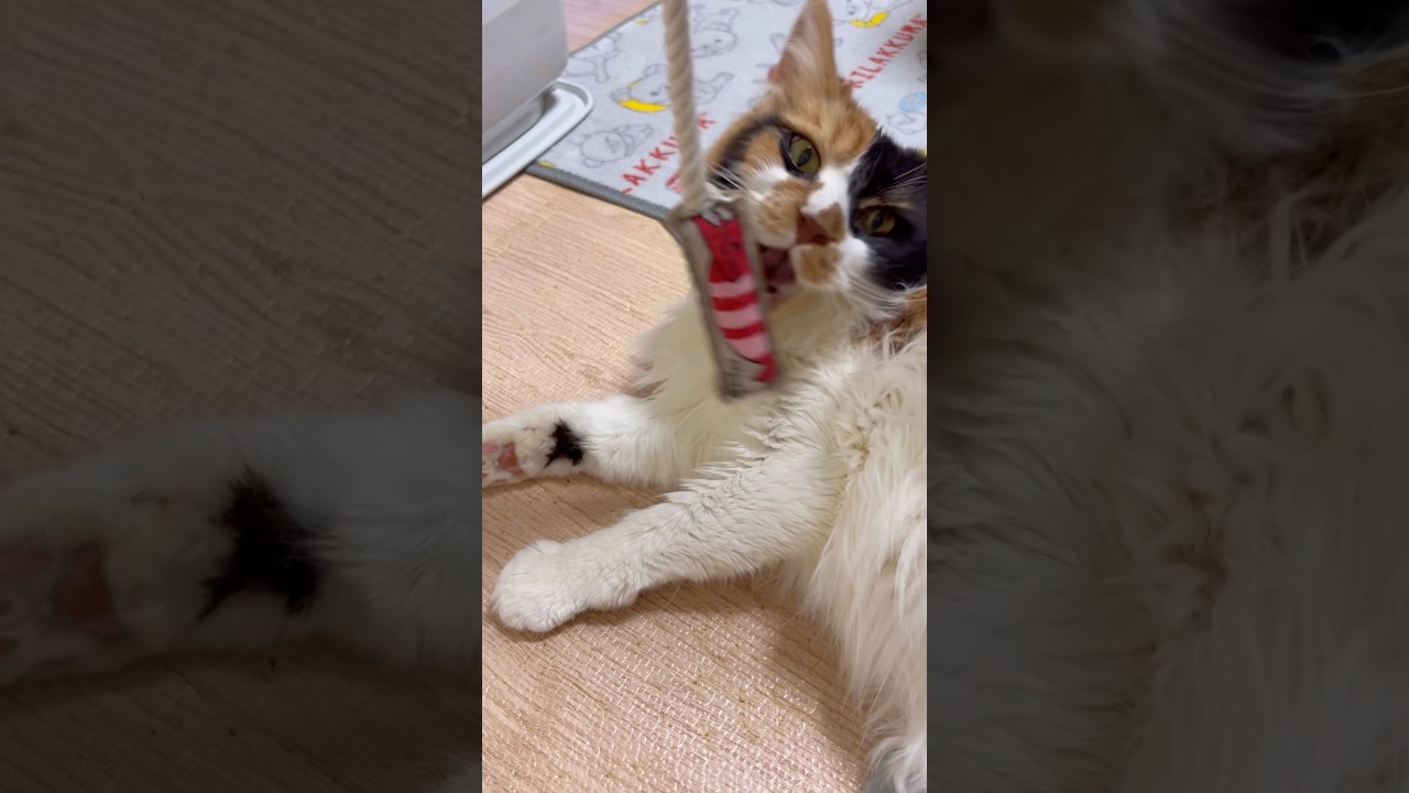 ちょっと楽しいパンク😺 #cat #メインクーン