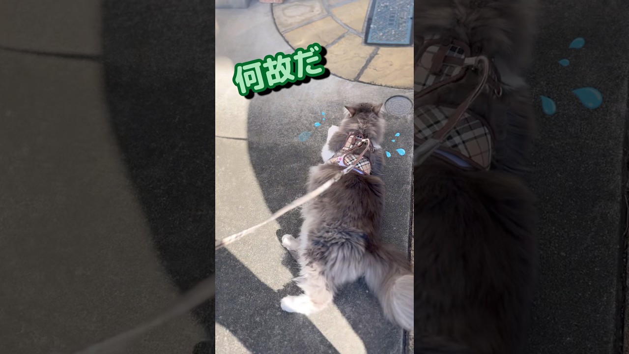 初めてのお散歩で腰が抜ける猫