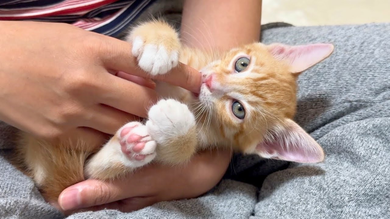 指しゃぶりに強いこだわりを持つ子猫