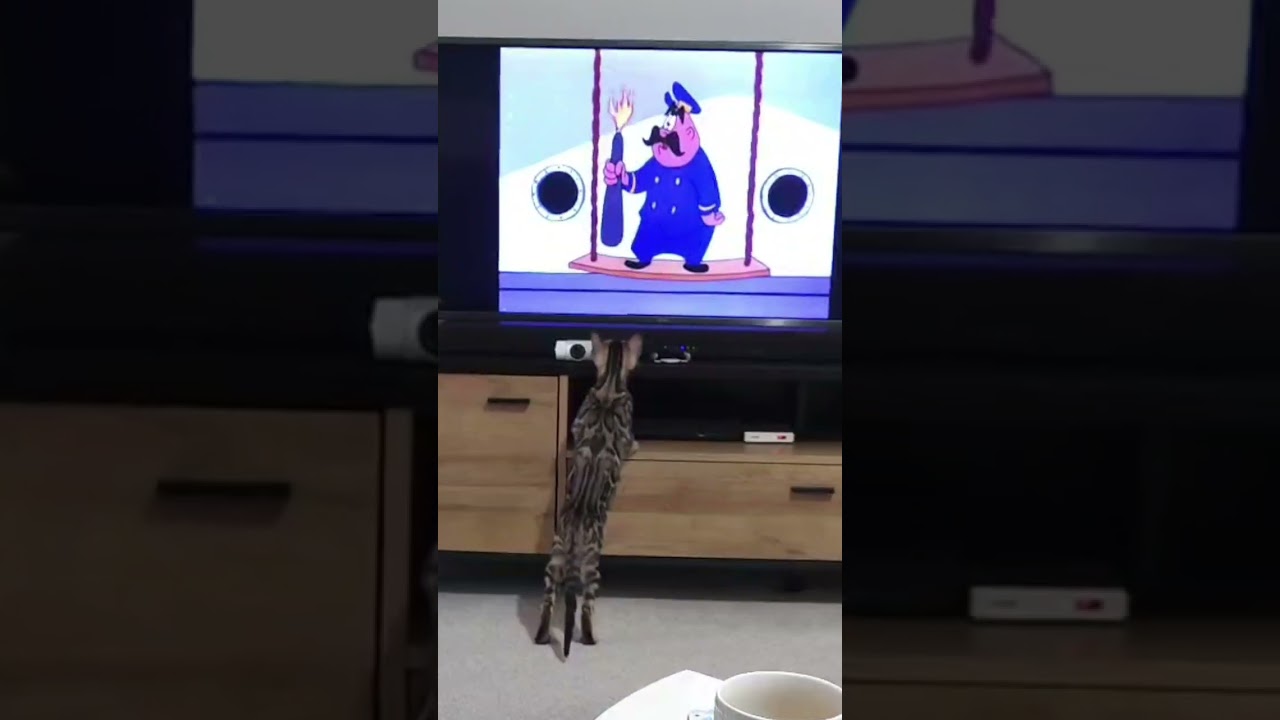 Tanjiro loves watching TV 🤣 #猫の日常 #bengal #short #funnycat
