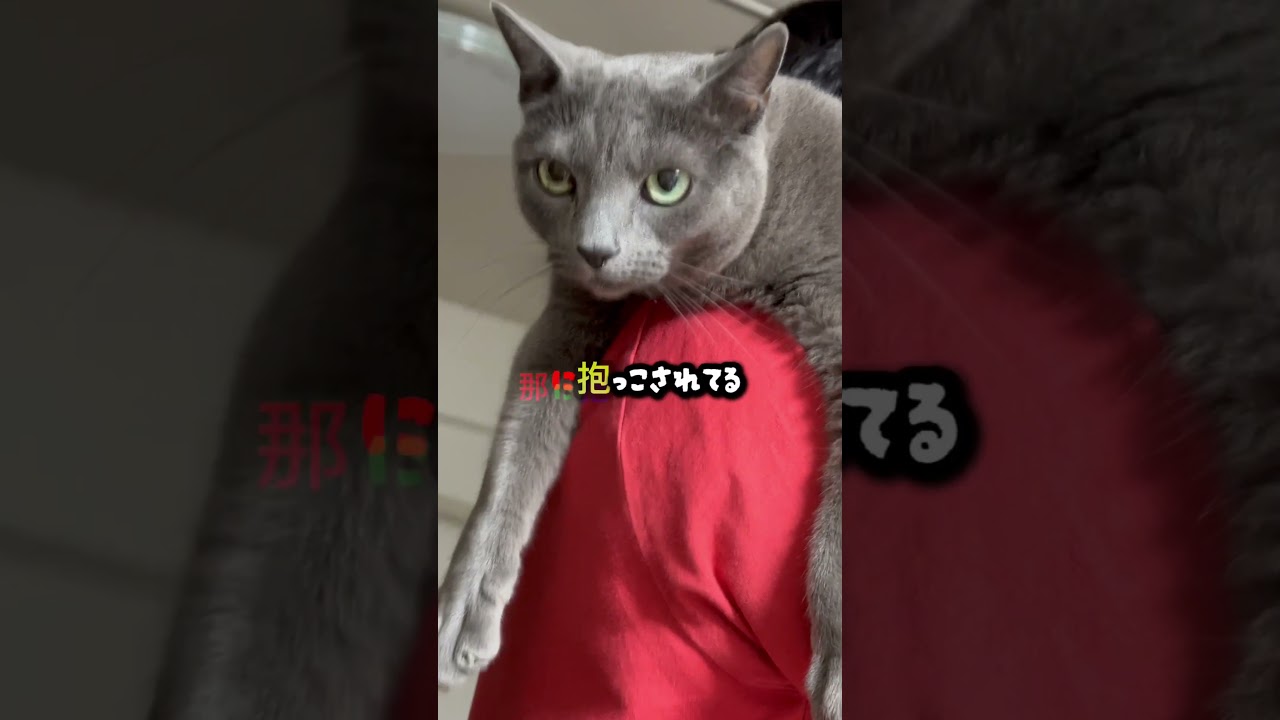 【ロシアンブルー】めろん私の抱っこしか受け付けません🤭【猫】#shorts