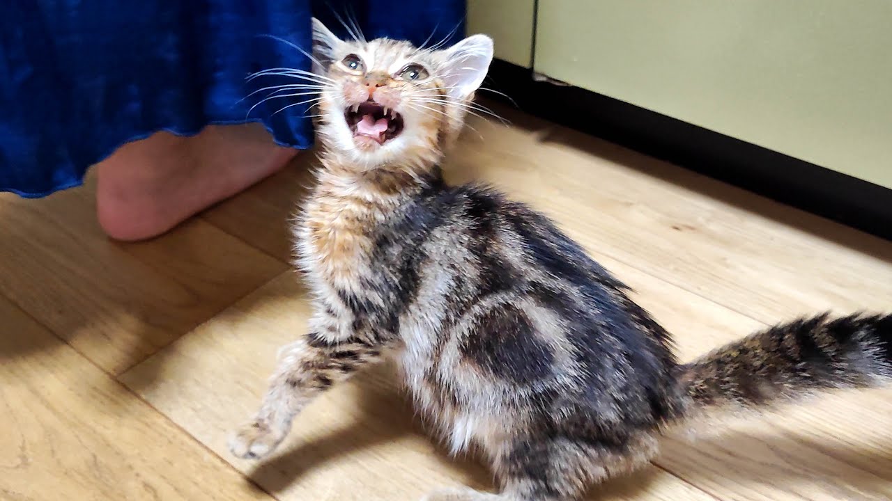 FIP闘病中の子猫が大好きなササミを食べたくて全力で叫びました！