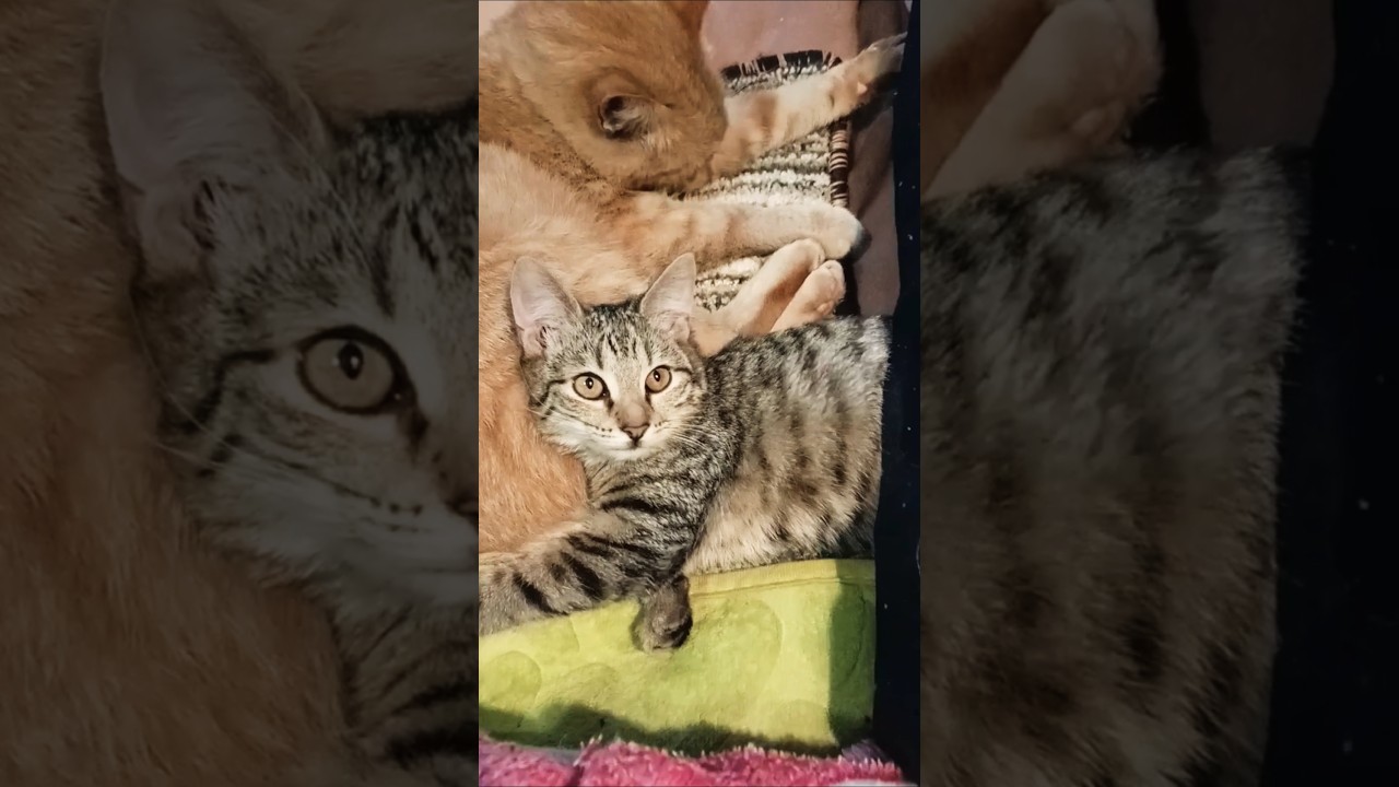 Как быстро растут детки! 🥰 🐈🐈🐈♥️🙏#приютсолнышко