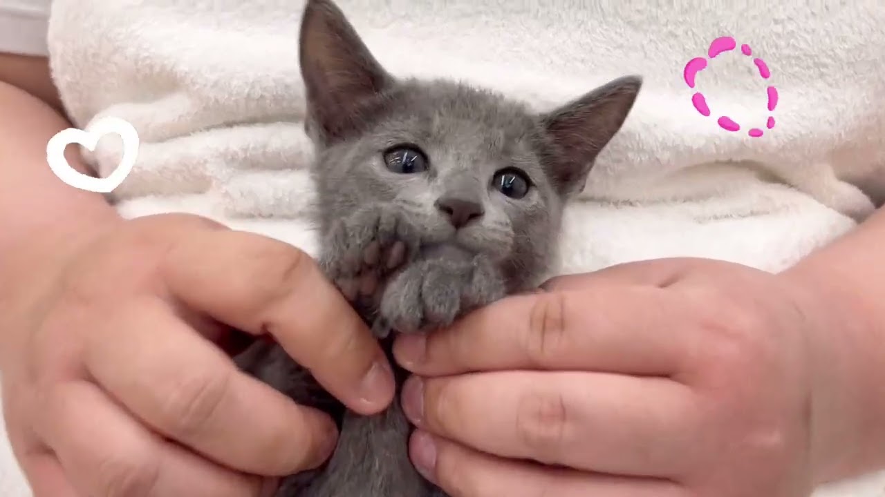 【12月10日撮影】抱っこが大好きなロシアンブルー