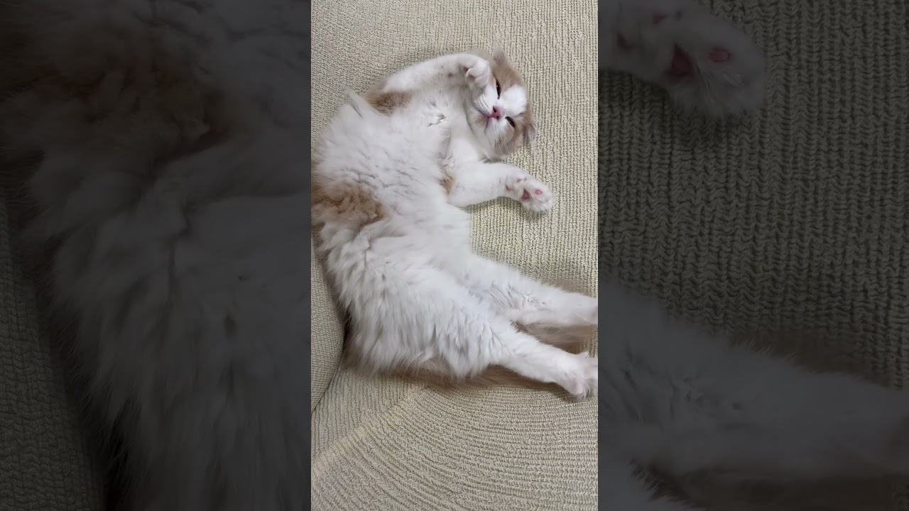 最後に動くらしい🐾🐱　#cat #スコティッシュフォールド #猫のいる暮らし #子猫