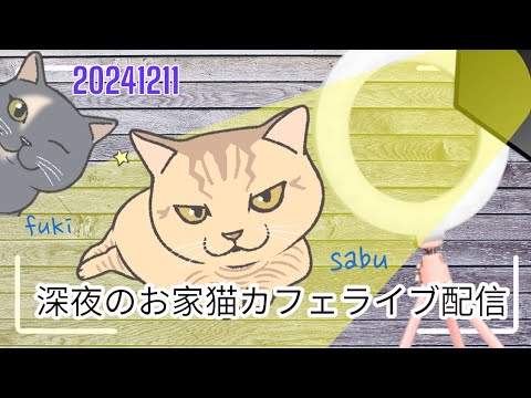 深夜のお家猫カフェライブ配信　256