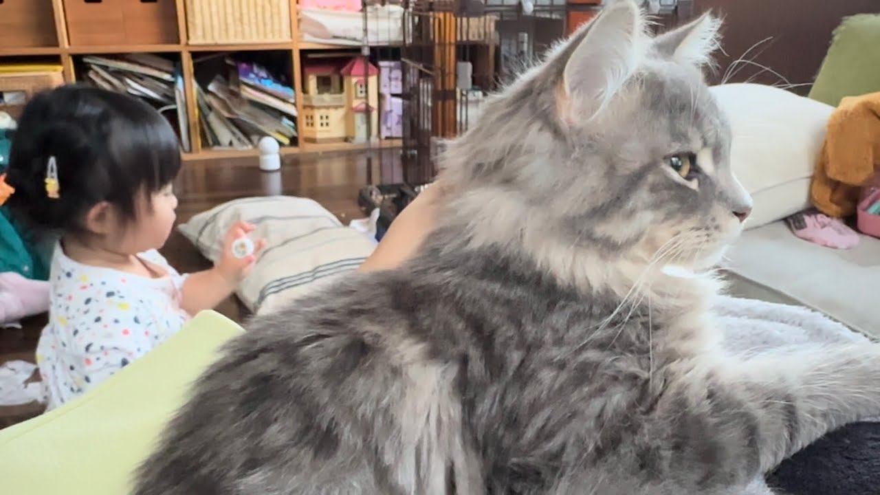 喉を鳴らして甘える猫　サイベリアンA cat purring for affection. Siberian
