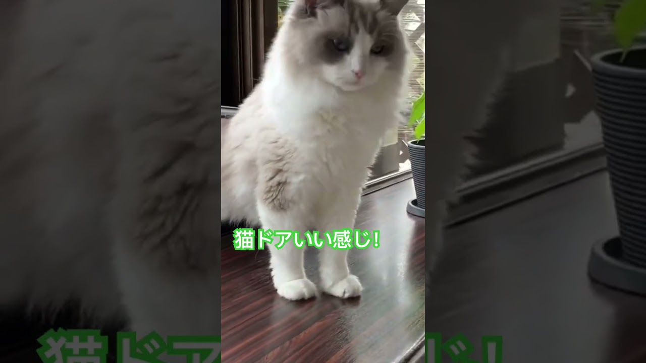 これからの季節には！猫ドア！猫便利グッズ ラグドール ベランダ出入り自由