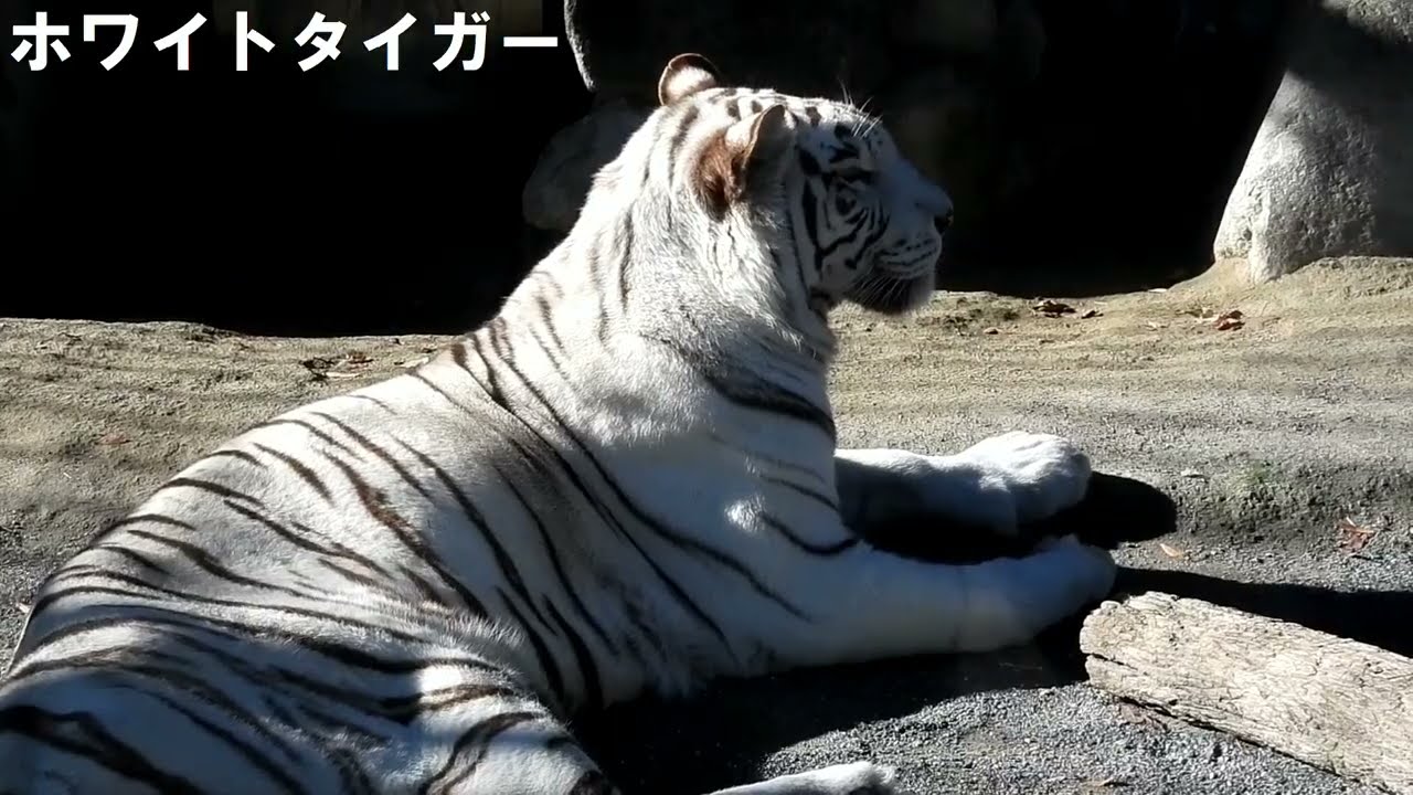 【東武動物公園】Tobu Zoo ホワイトタイガー ★鬼滅コラボ★（2024.12.10）