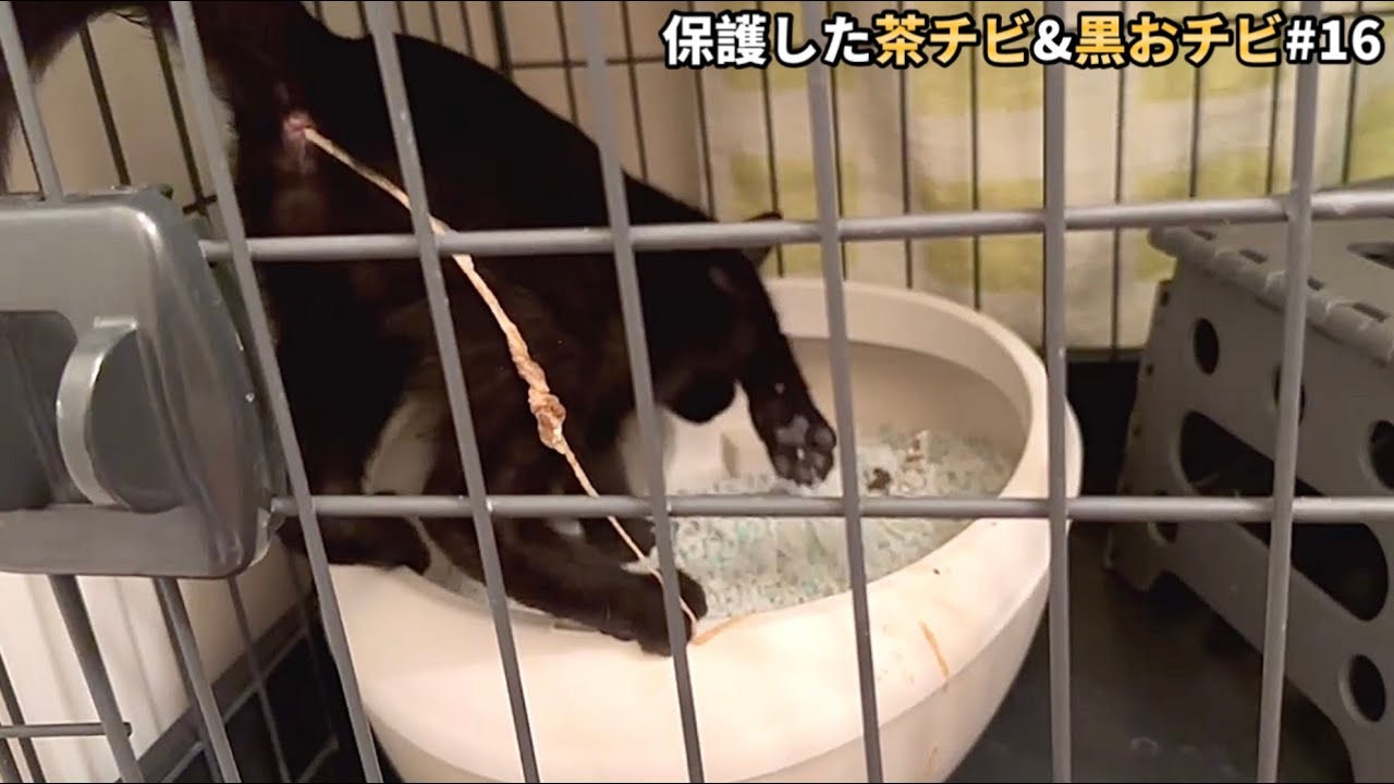 保護した子猫のお尻から体より長い寄生虫が！【閲覧注意】