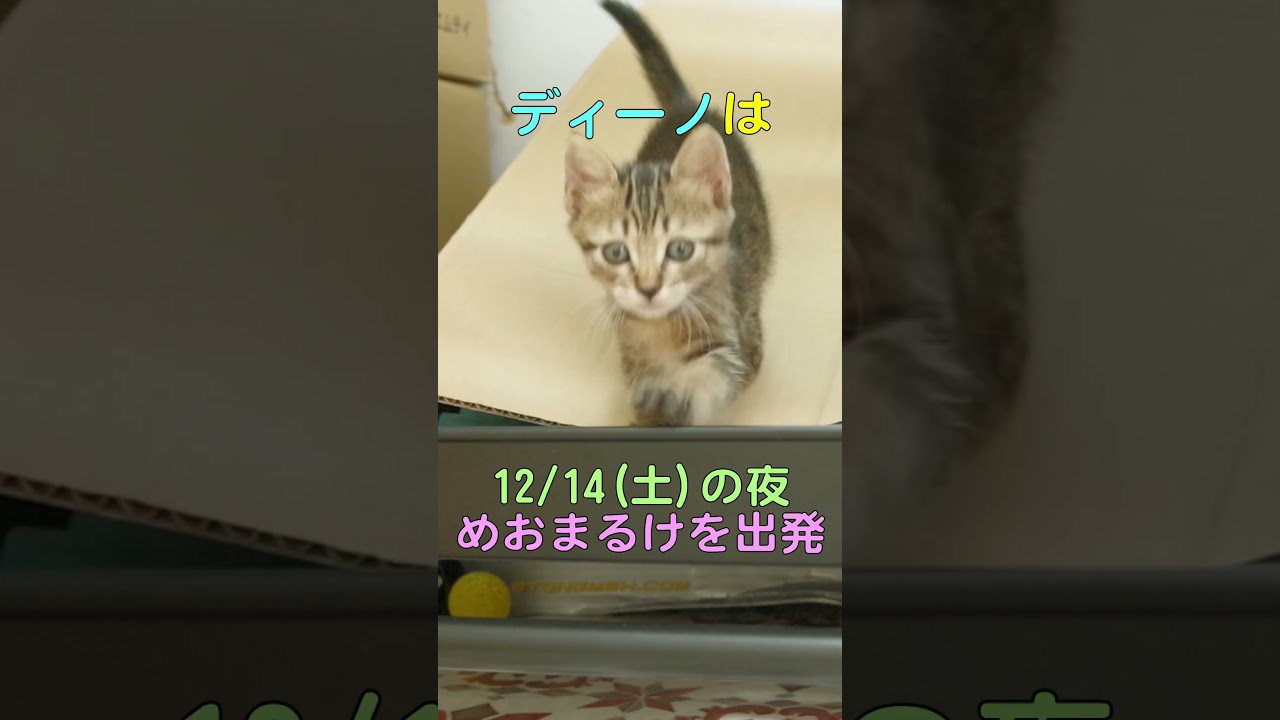 ディーノ【トライアル決定！】 #shorts