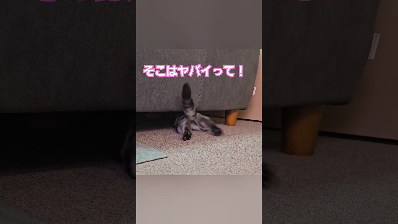 そんなとこ❗❓#Shorts#cat